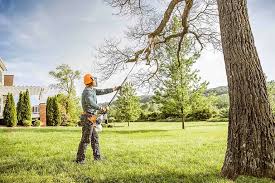 Best Tree Preservation Services  in St Anthony, MN